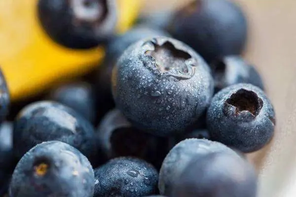 蓝莓是什么季节的水果 蓝莓几月份上市