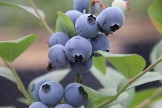 蓝莓必须有什么标识才能吃 吃蓝莓有什么好处