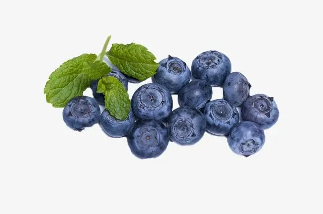 野生蓝莓和蓝莓的区别  野生蓝莓更好吗